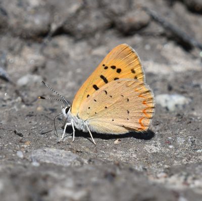 Purplish Copper: Lycaena helloides