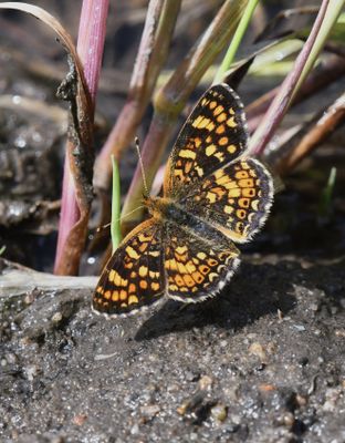 Field Crescent: Phyciodes pulchella