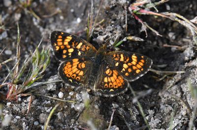 Field Crescent: Phyciodes pulchella