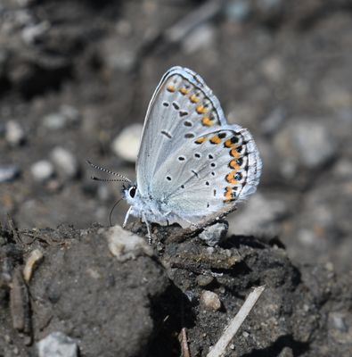 Northern Blue: Plebejus idas