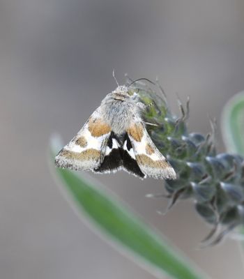 Schinia suetus