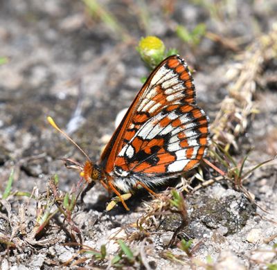 Anicia Checkerspot: Euphydryas anicia