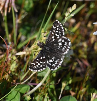 Two-banded Checkered Skipper: Pyrgus ruralis