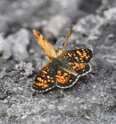 Field Crescent: Phyciodes pulchella