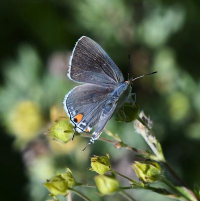 Gray Hairstreak: Strymon melinus