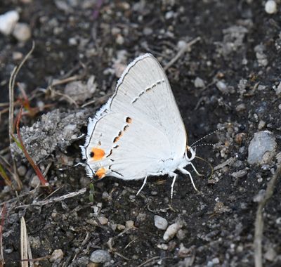 Gray Hairstreak: Strymon melinus