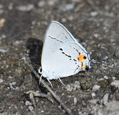 Gray Hairstreak: Strymon melinus