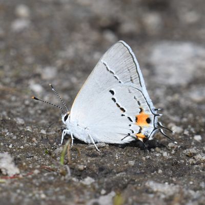 Gray Hairstreak: Strymon melinus