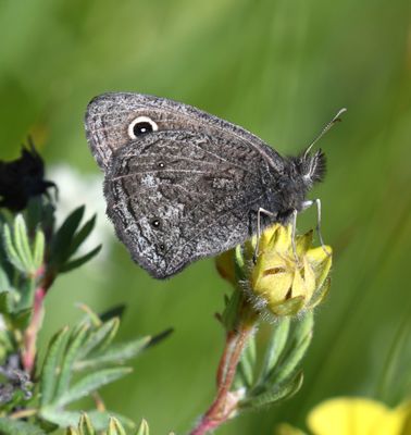 Dark Wood Nymph: Cercyonis oetus