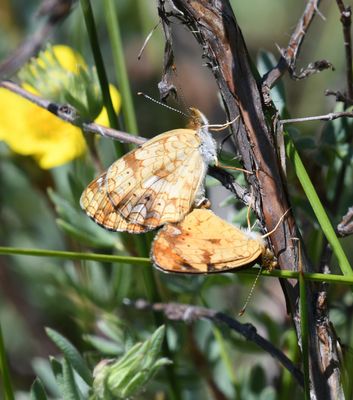 Northern Crescent: Phyciodes cocyta