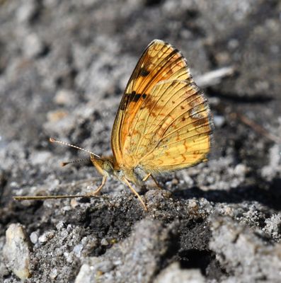 Northern Crescent: Phyciodes cocyta