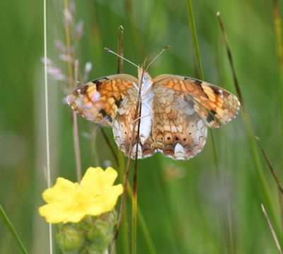 Northern Crescent: Phyciodes cocyta