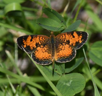 Northern Crescent: Phyciodes cocyta