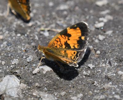 Northern Crescent: Phyciodes cocyta