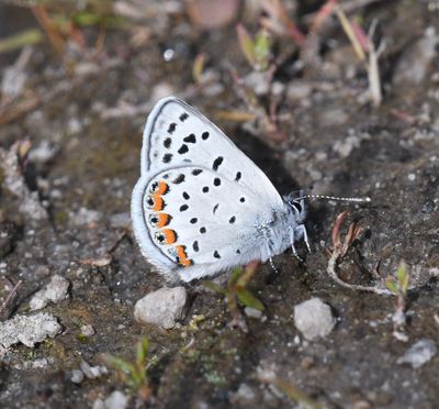 Lupine Blue: Icaricia lupini