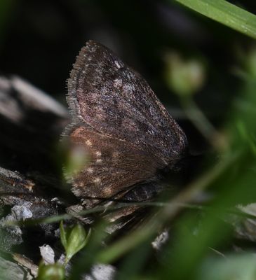 Dreamy Duskywing: Erynnis icelus