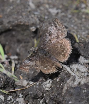 Dreamy Duskywing: Erynnis icelus