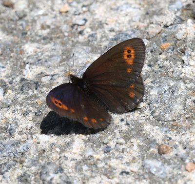 Butler's Alpine: Erebia epipsodea