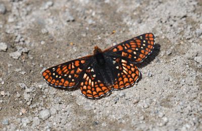 Anicia Checkerspot: Euphydryas anicia