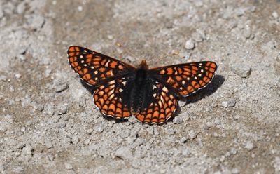 Anicia Checkerspot: Euphydryas anicia