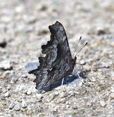 Hoary Anglewing: Polygonia gracilis