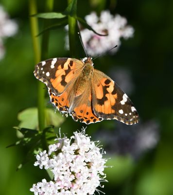 Painted Lady: Vanessa cardui