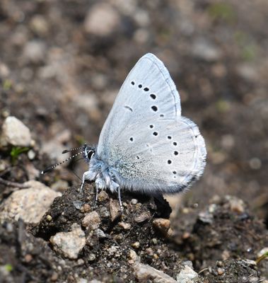 Silvery Blue: Glaucopsyche lygdamus