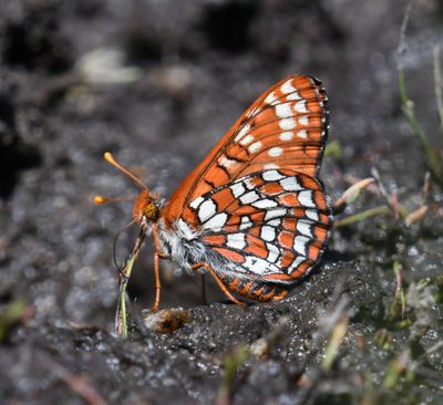 Anicia Checkerspot: Euphydryas anicia