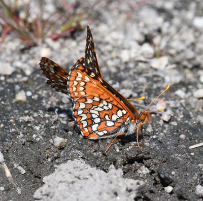 Anicia Checkerspot: Euphydryas anicia