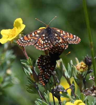 Anicia Checkerspot: Euphydryas anicia