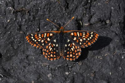 Anicia Checkerspot: Euphydryas anicia