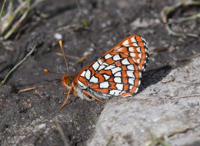 Anicia Checkerspot: Euphydryas anicia