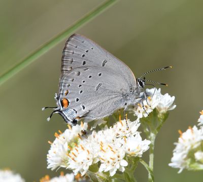 Sylvan Hairstreak: Satyrium sylvinus