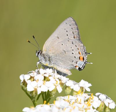 Sylvan Hairstreak: Satyrium sylvinus