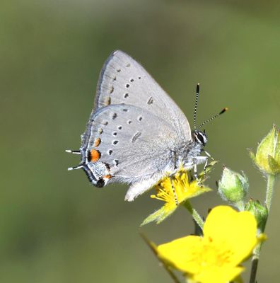 Sylvan Hairstreak: Satyrium sylvinus