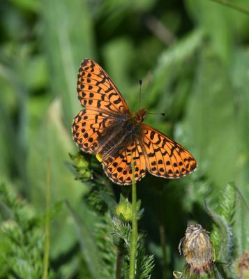 Arctic Fritillary: Boloria chariclea