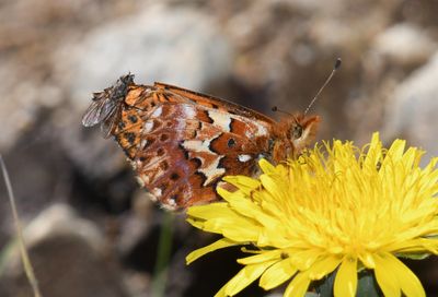 Arctic Fritillary: Boloria chariclea