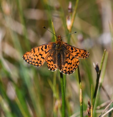 Arctic Fritillary: Boloria chariclea