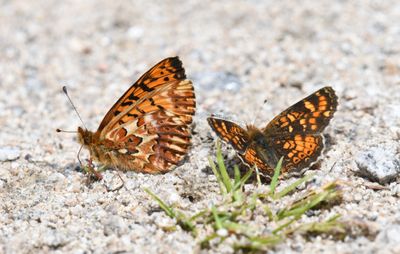 Arctic Fritillary: Boloria chariclea and Field Crescent: Phyciodes pulchella