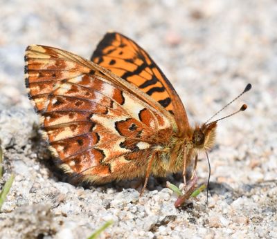 Arctic Fritillary: Boloria chariclea