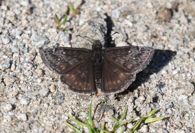 Persius Duskywing: Erynnis persius