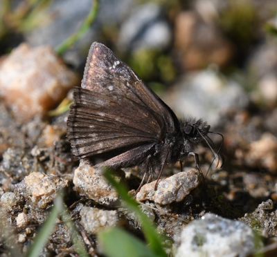 Persius Duskywing: Erynnis persius