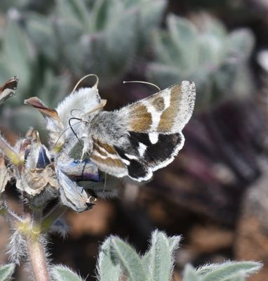 Schinia suetus