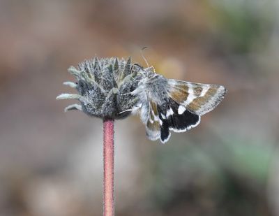 Schinia suetus