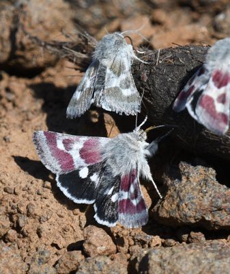 Schinia suetus