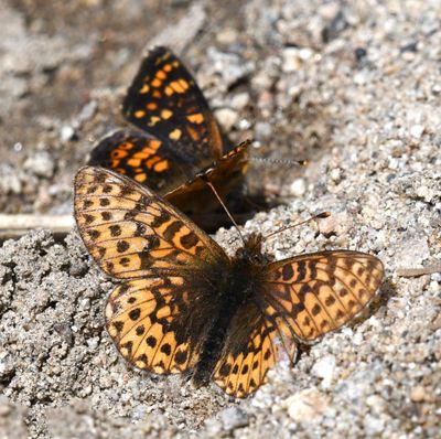 Freija Fritillary: Bolaria freija