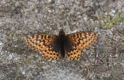 Freija Fritillary: Bolaria freija