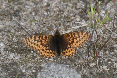 Freija Fritillary: Bolaria freija