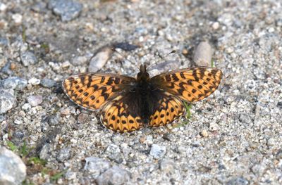 Freija Fritillary: Bolaria freija