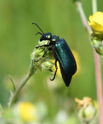 Beetle